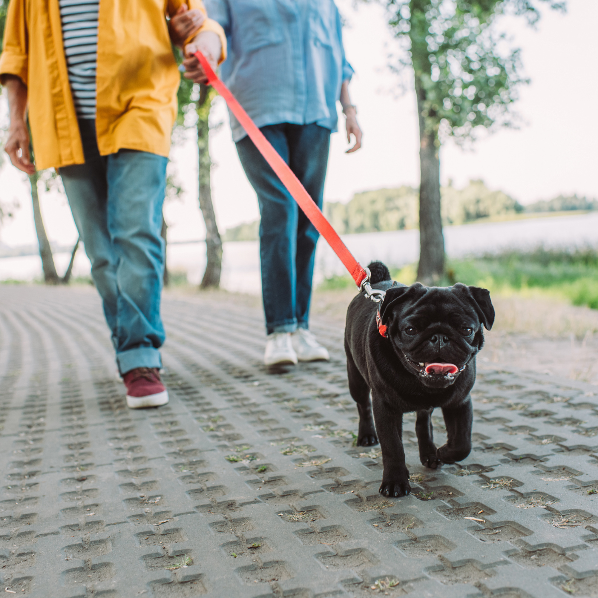 Pug