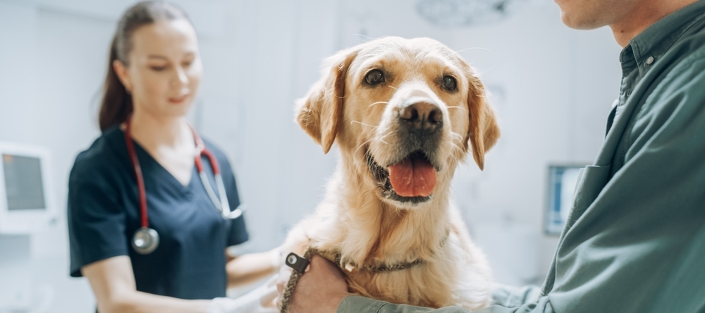 Dog at vet