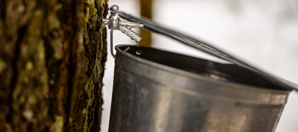 Maple tree tapped for maple syrup
