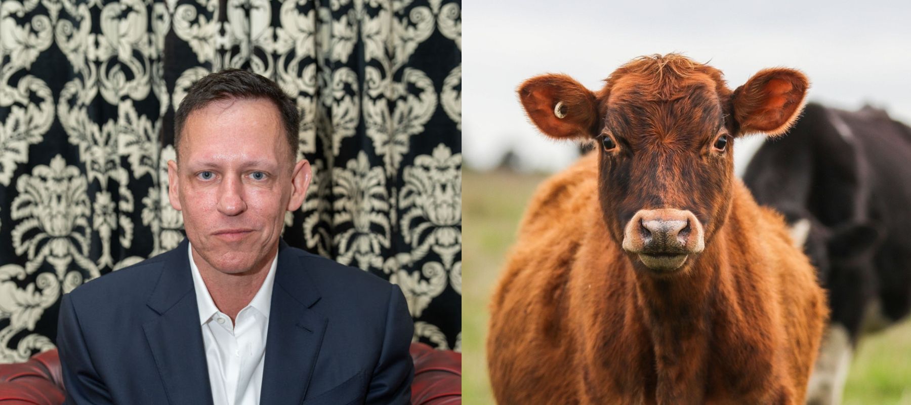 Photo of Peter Thiel and photo of a cow