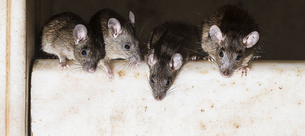 Mice sitting together in a home