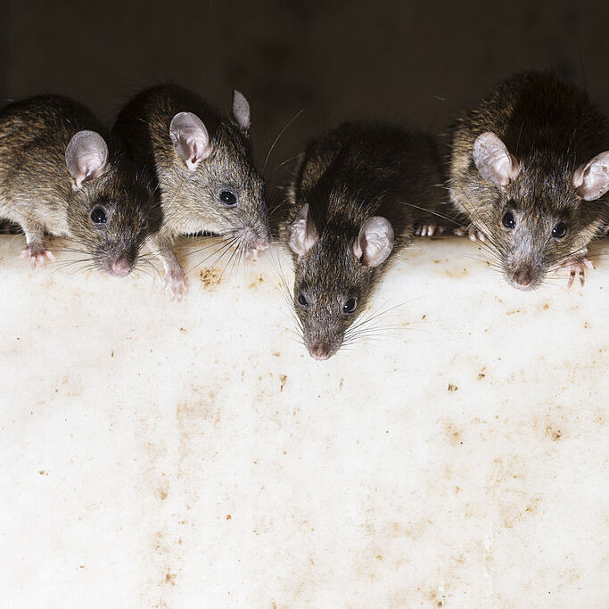 Mice sitting together in a home