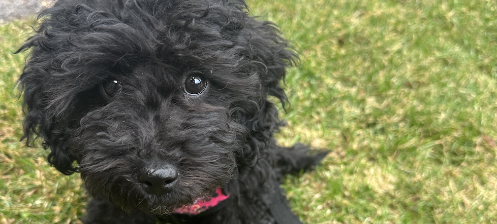 Teddi died of parvo