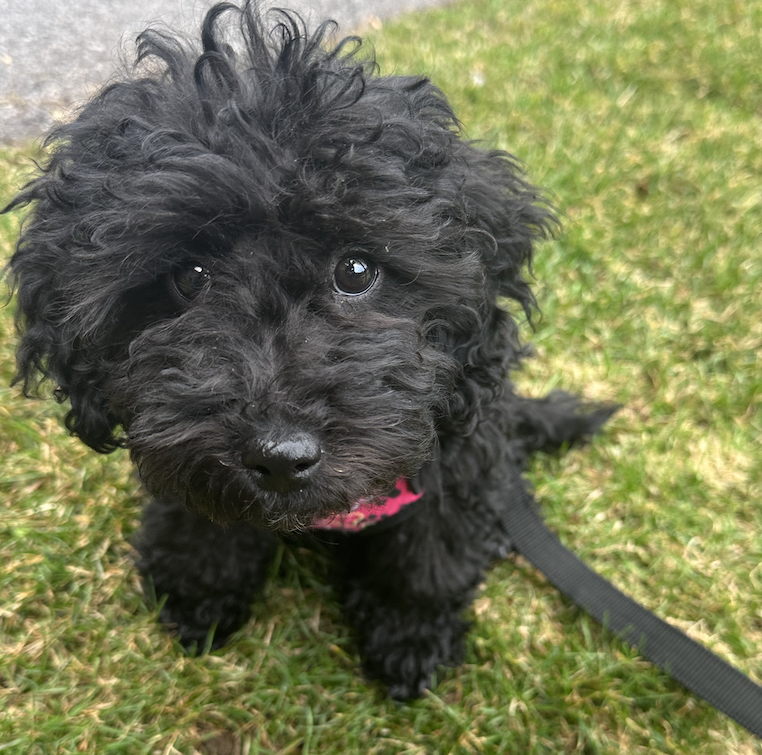 Teddi died of parvo