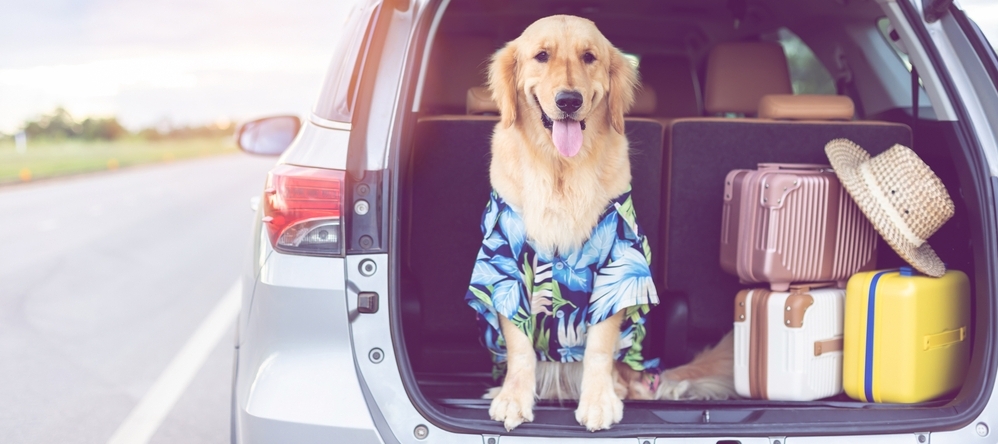 Pet travel