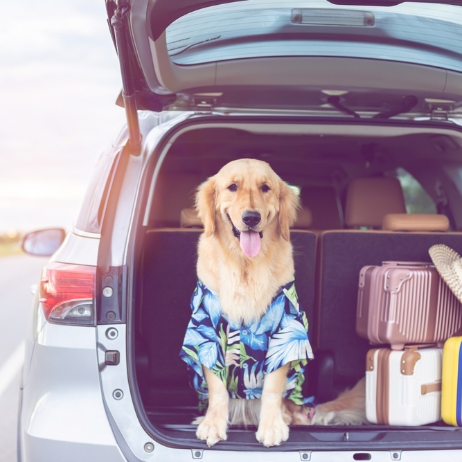 Pet travel