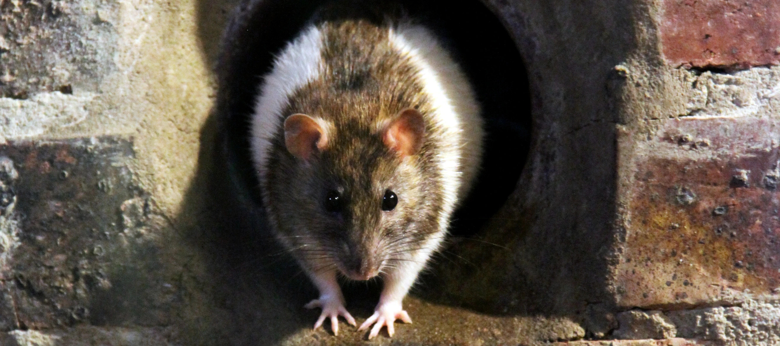 HVAC rodents