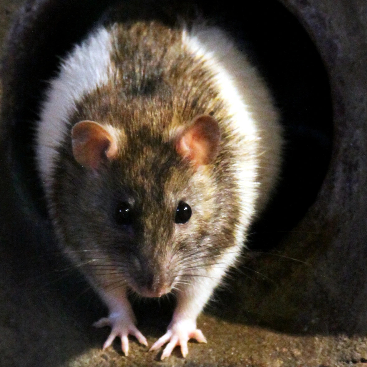 HVAC rodents