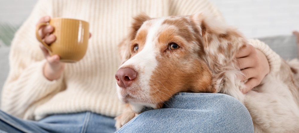 Spending on pets