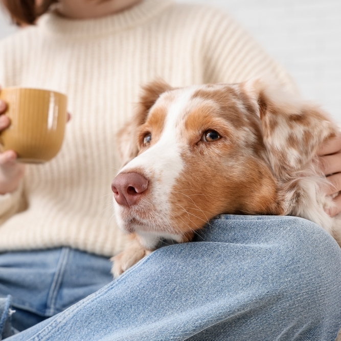 Spending on pets