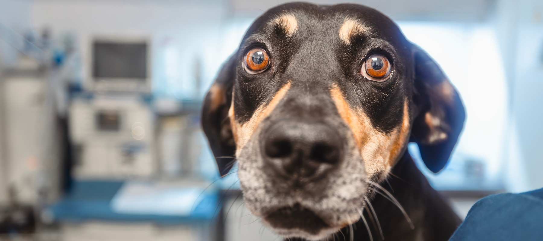 Vet bills