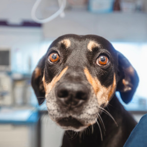 Vet bills