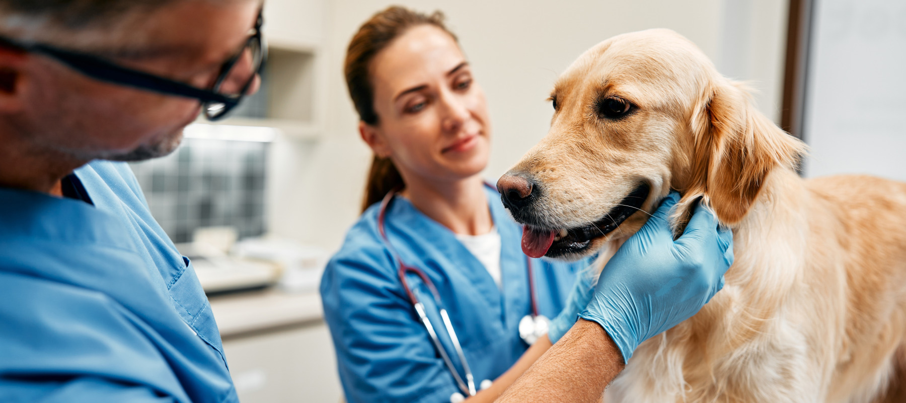 Vet visits