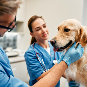 Vet visits