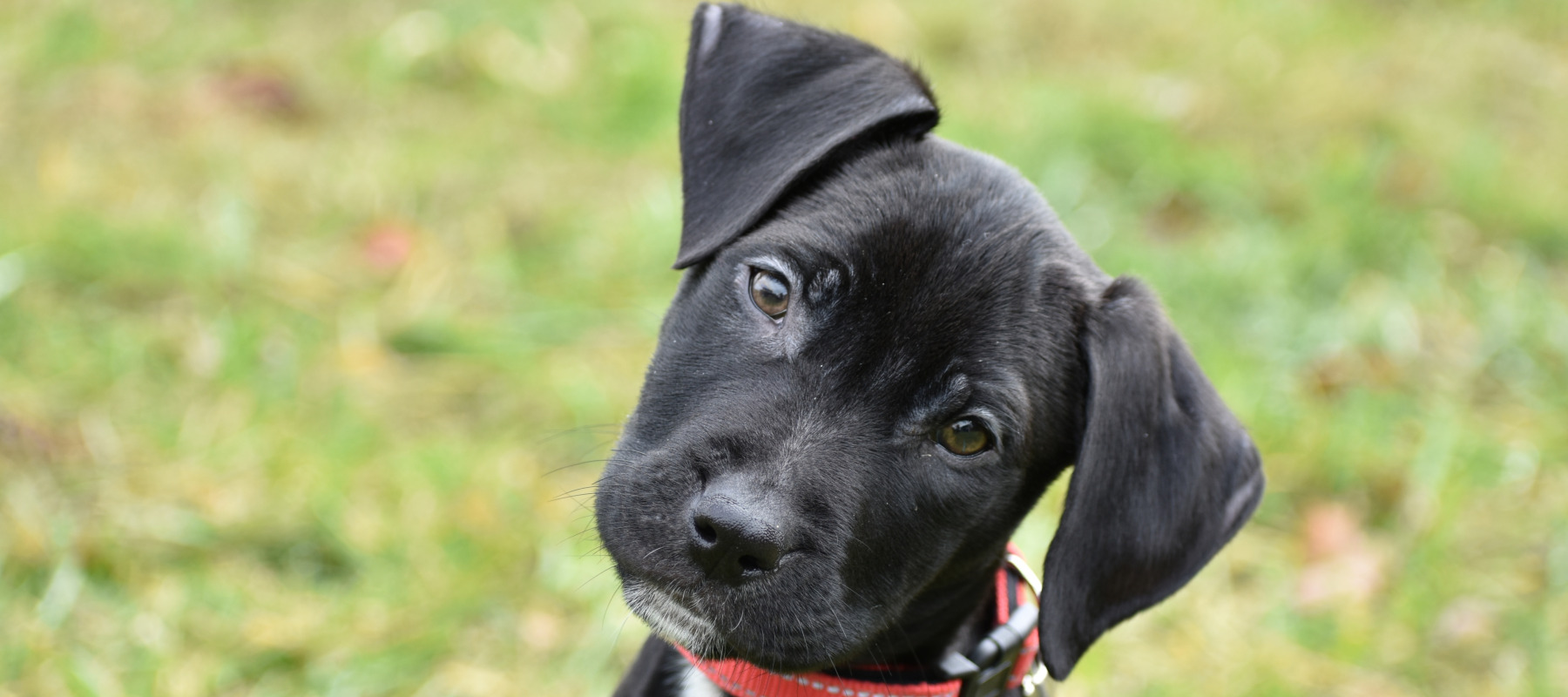 First year pet costs
