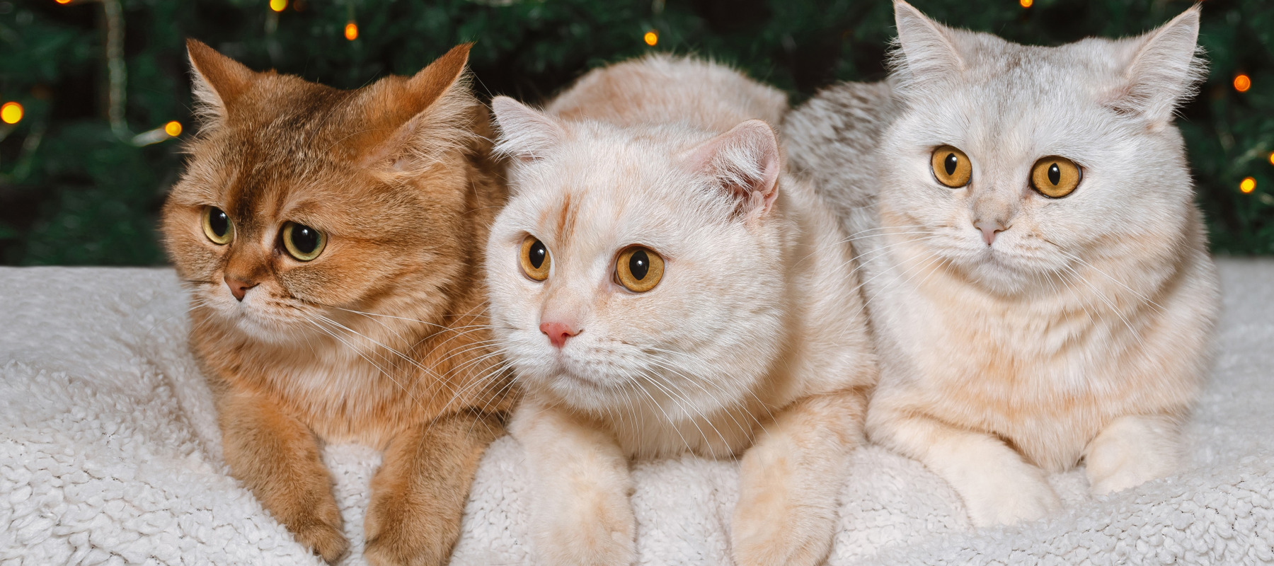 Leaving pets in a will