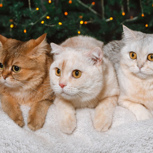 Leaving pets in a will