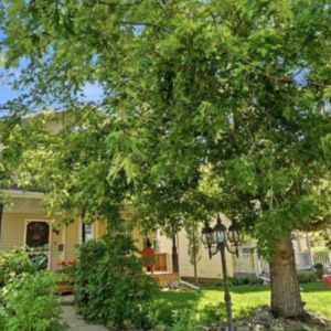 Alberta homeowner has tree cut down without her permission