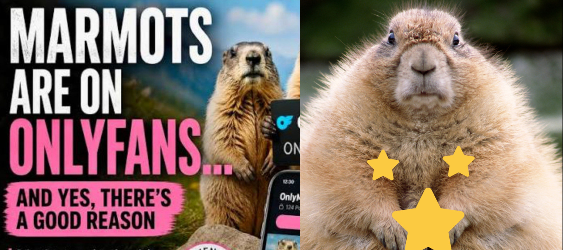 Photo of an OnlyMarms promo next to an image of a cute marmot with stars placed on its body