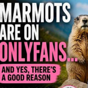 Photo of an OnlyMarms promo next to an image of a cute marmot with stars placed on its body