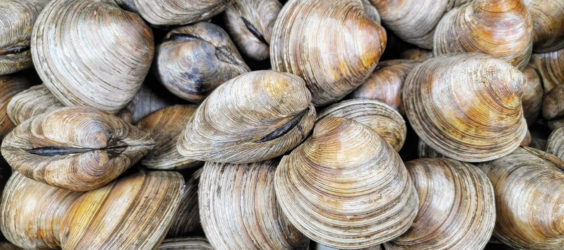 Clams