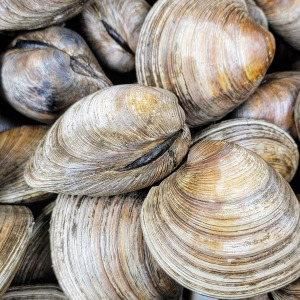 Clams