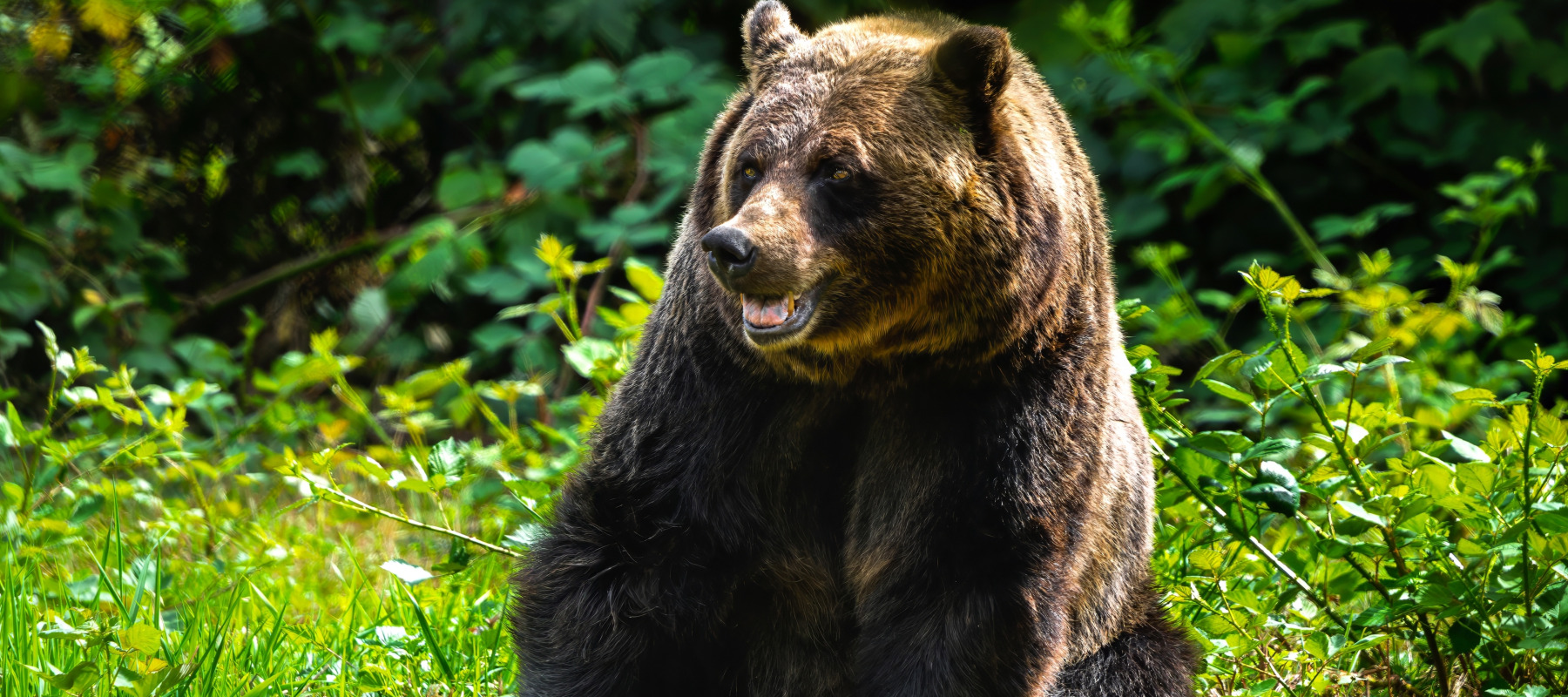 BC bear