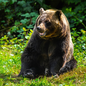 BC bear