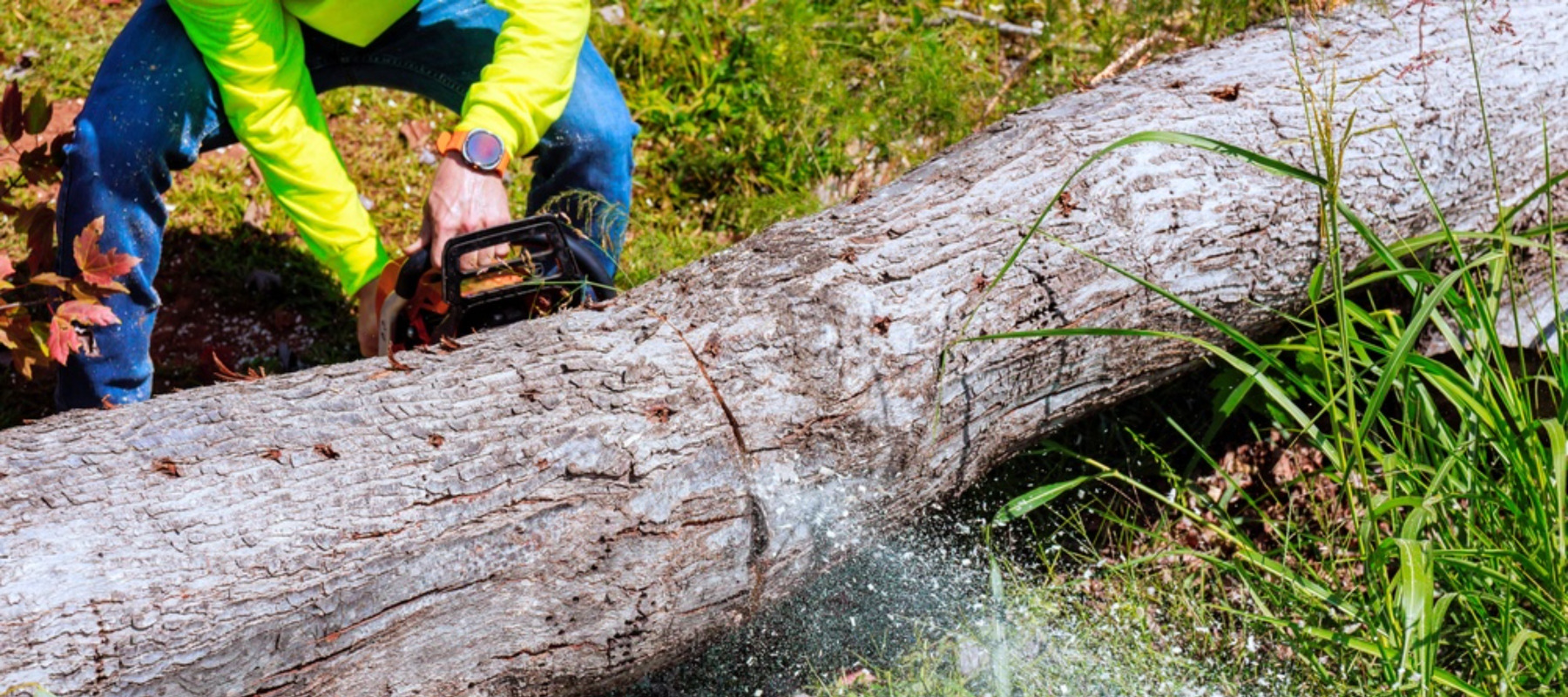 Person cutting down a tree