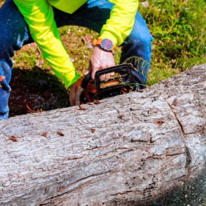Person cutting down a tree