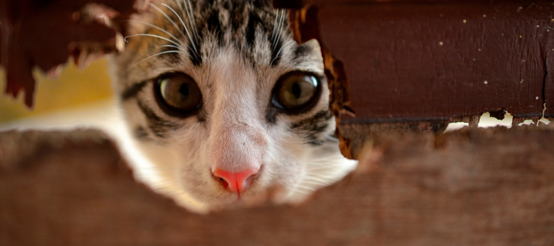 Cat peering into hole