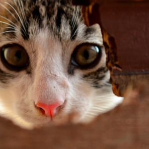 Cat peering into hole