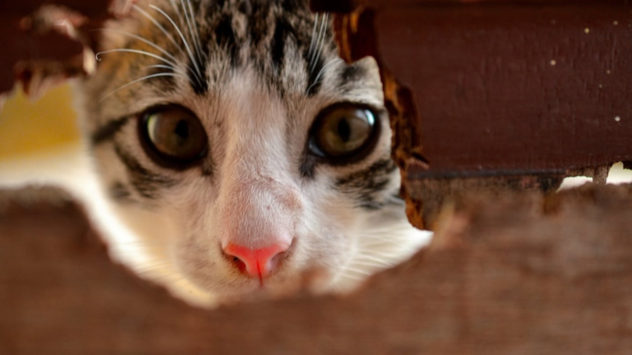 Quebec no-pet clauses: tenant rights