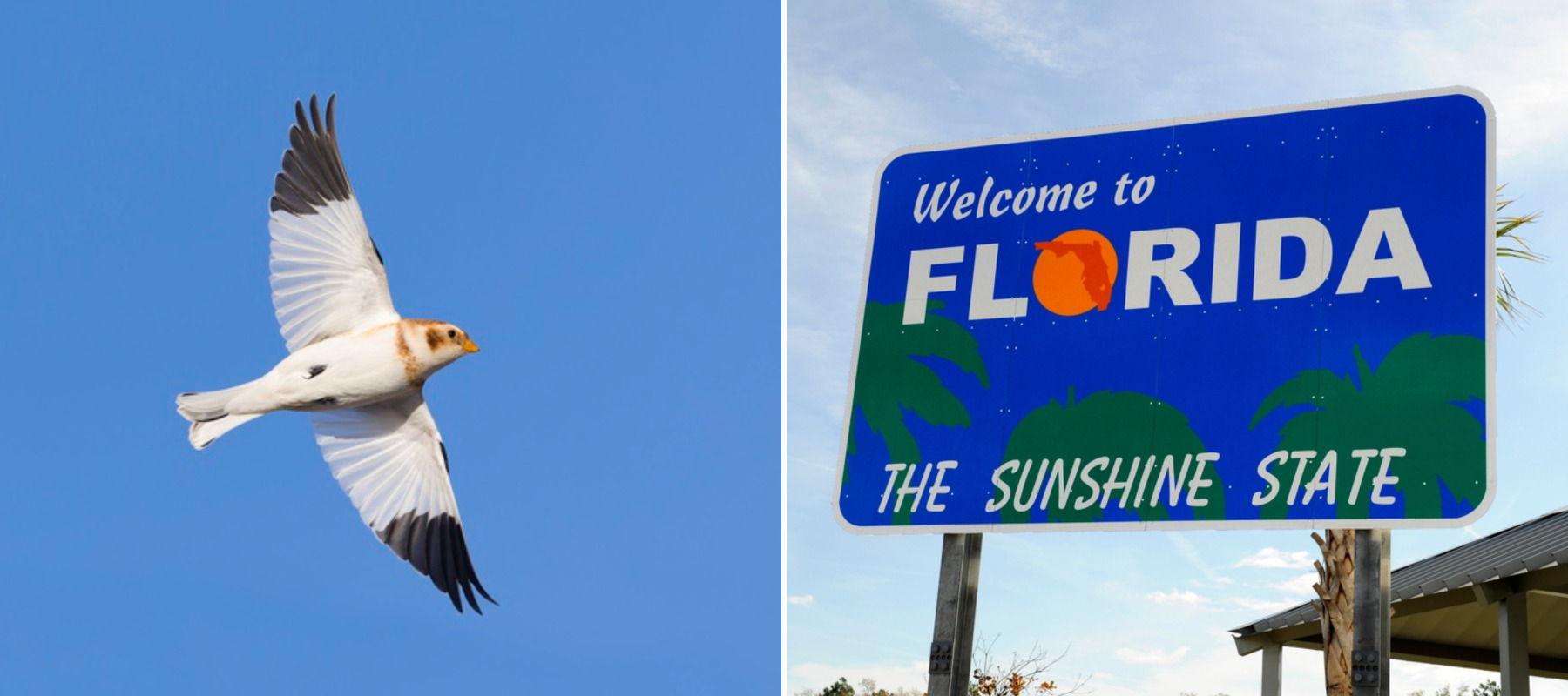 Snow bunting bird and welcome to Florida sign