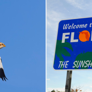 Snow bunting bird and welcome to Florida sign