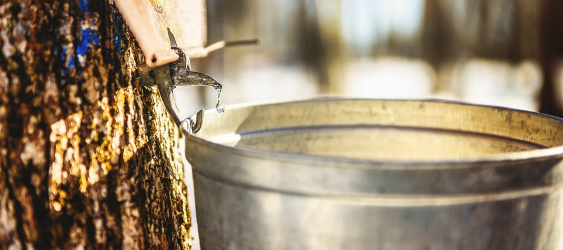 A droplet of sap flowing from the maple tree into a pail to make pure maple syrup