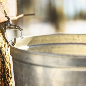 A droplet of sap flowing from the maple tree into a pail to make pure maple syrup