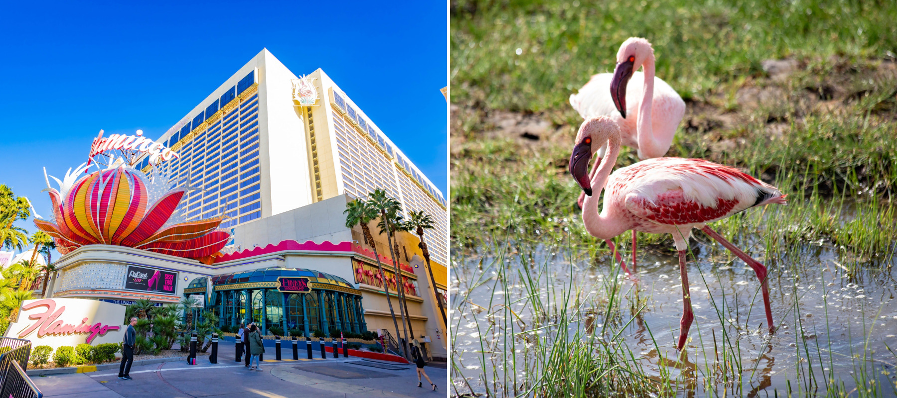 Flamingo