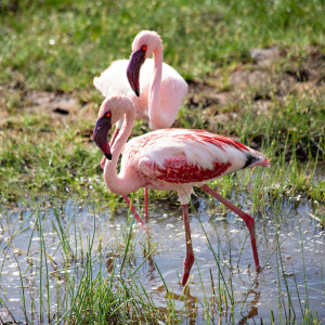 Flamingo