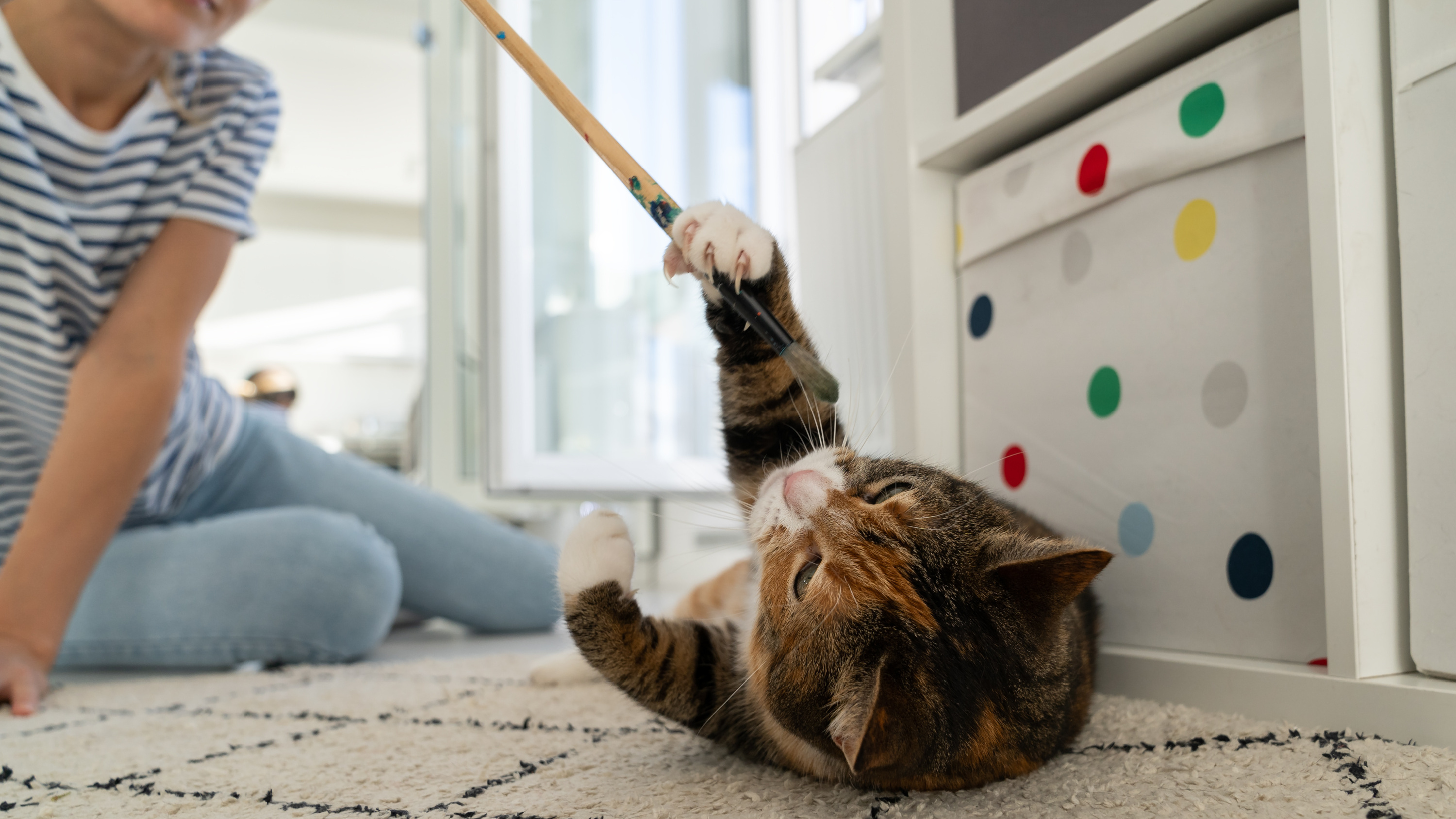 What happens to your pets when you die — and why fewer than 1 in 5 Canadians have a plan?