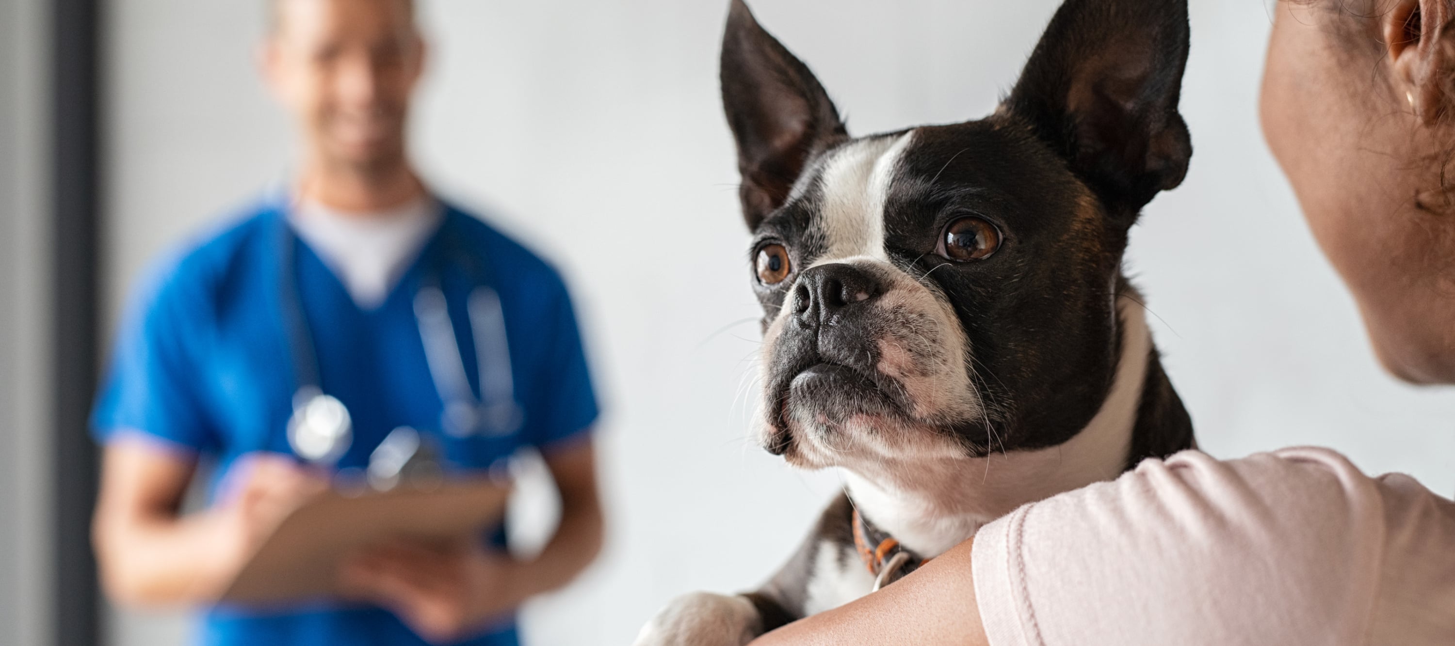 Dog at vet