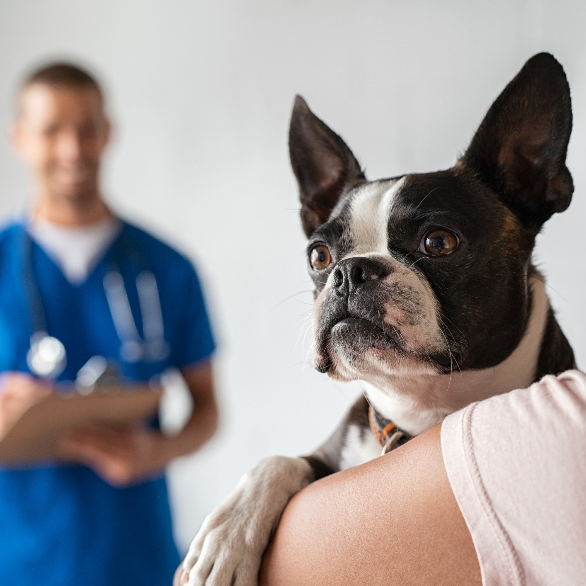 Dog at vet